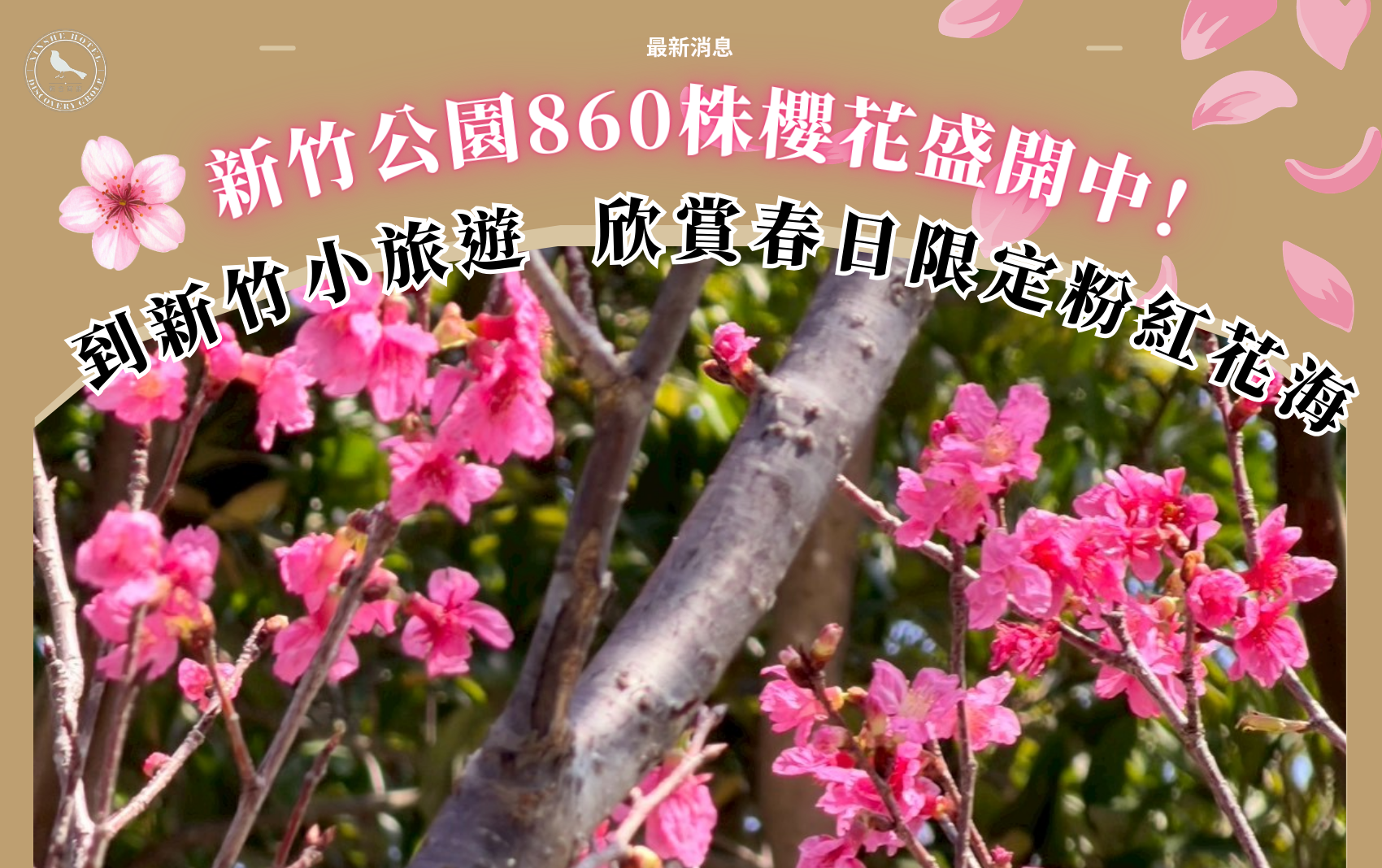 探索系列官網封面圖850X534-新竹櫻花