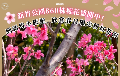 新竹公園櫻花盛開中!到新竹小旅遊,欣賞春日限定粉紅花海